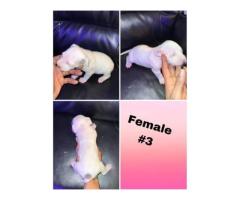 Pitbull Puppies available