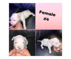 Pitbull Puppies available